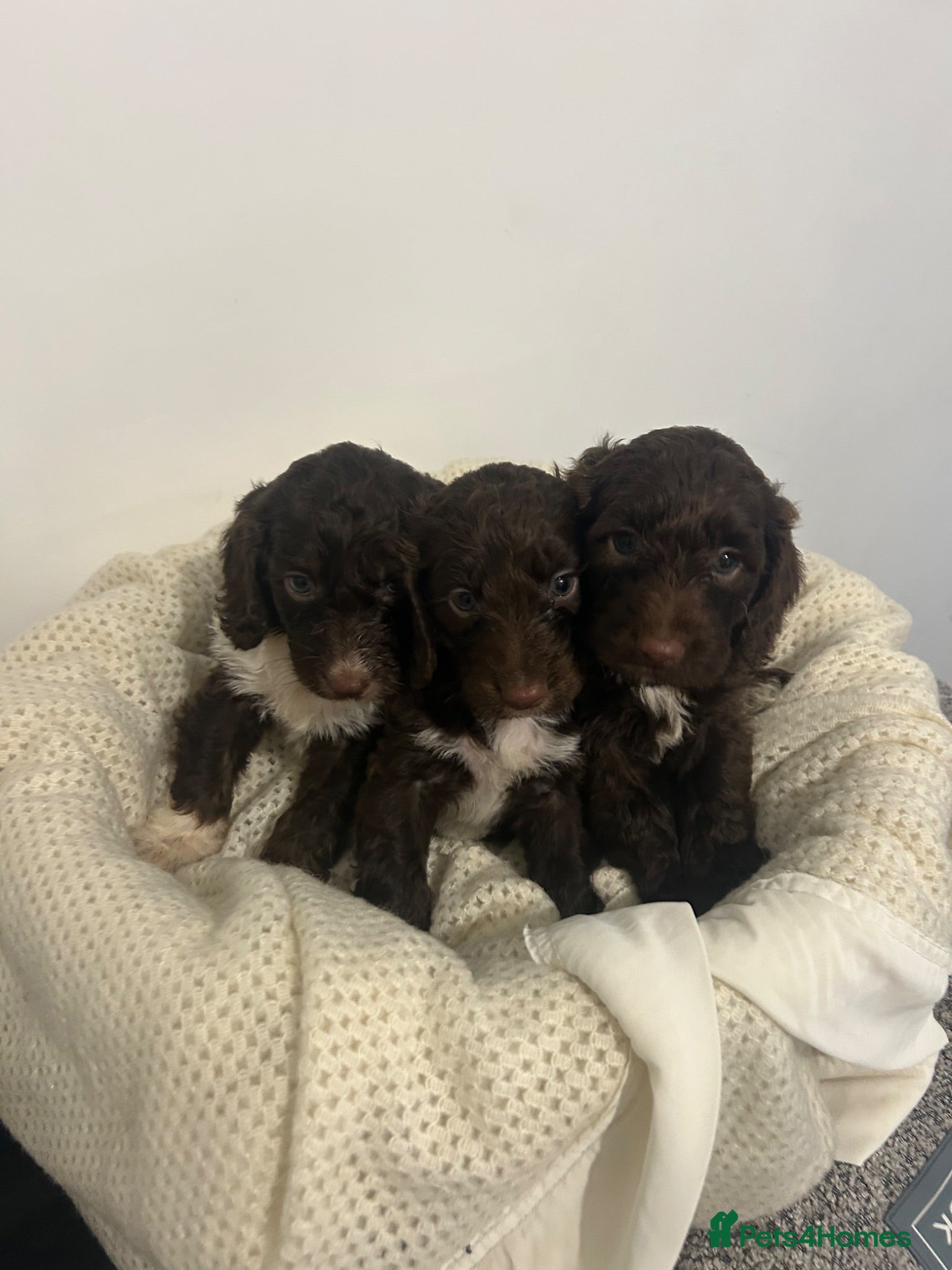 Cockapoo dogs F1 miniature cockerpoos health tested  - Advert 1