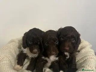 Cockapoo dogs F1 miniature cockerpoos health tested - Advert 1