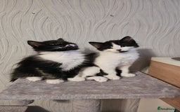 Mixed Breed cats for sale: 4 adorable kittens — 2 boys girls and 2 girls. - Image 9