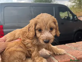 Cockapoo dogs F1 cockapoo puppies PRA clear - Advert 3