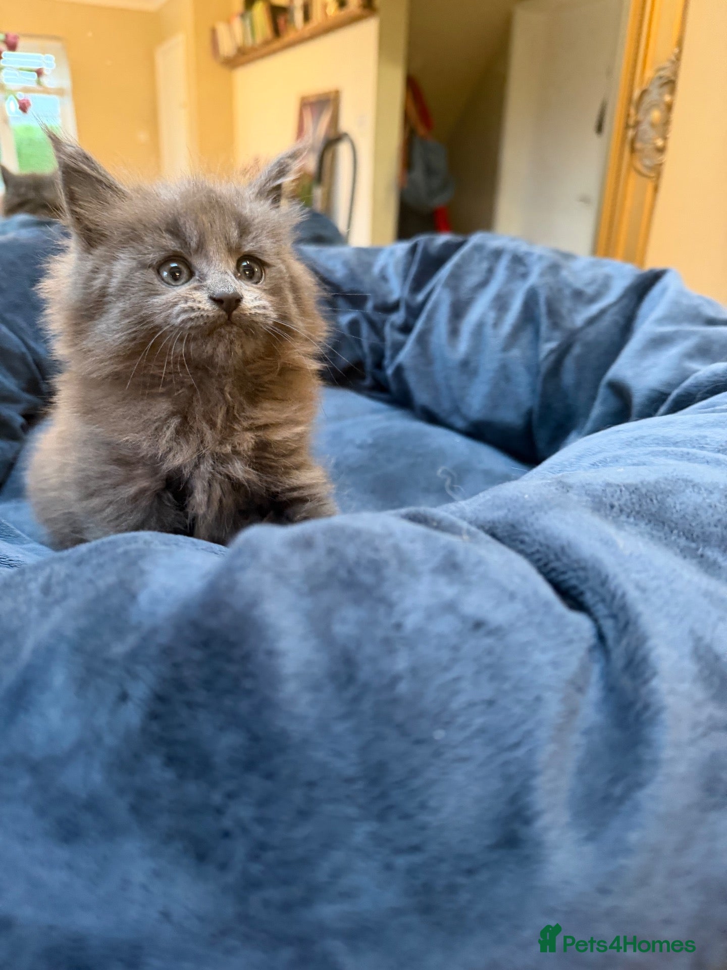 Maine Coon cats 💙 POLYDACTYL MAINE COON – SOLID BLUE BOY 💙 - Advert 5