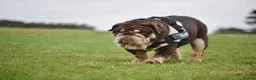 English Bulldog dogs for stud: GLEN COCO for stud - Advert 3
