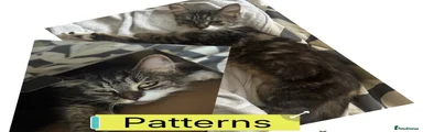 Domestic Shorthair 6 Patterns 