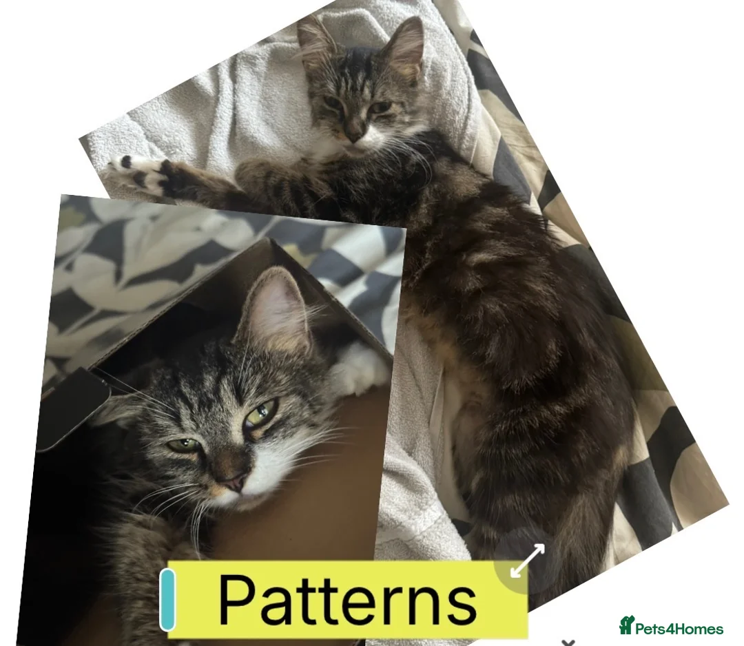 Domestic Shorthair cats for sale: 6 Domestic Shorthairs Available To Loving Home - Advert 2