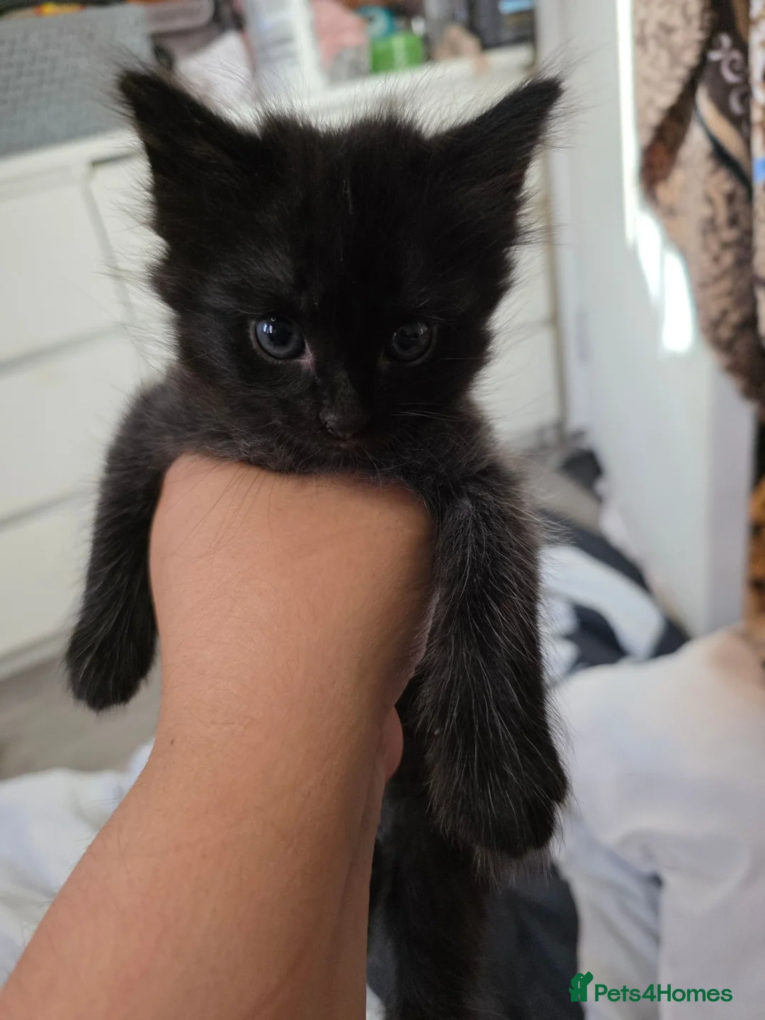 Mixed Breed cats for sale: Beautiful Fluffy Black Kittens in Uxbridge - Advert 25