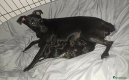 Patterdale Terrier dogs for sale: Patterdale pups - Image 12