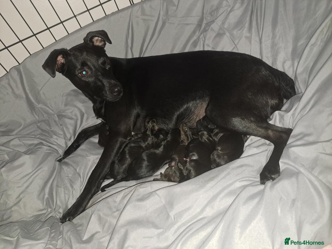 Patterdale Terrier dogs for sale: Patterdale pups - Image 12