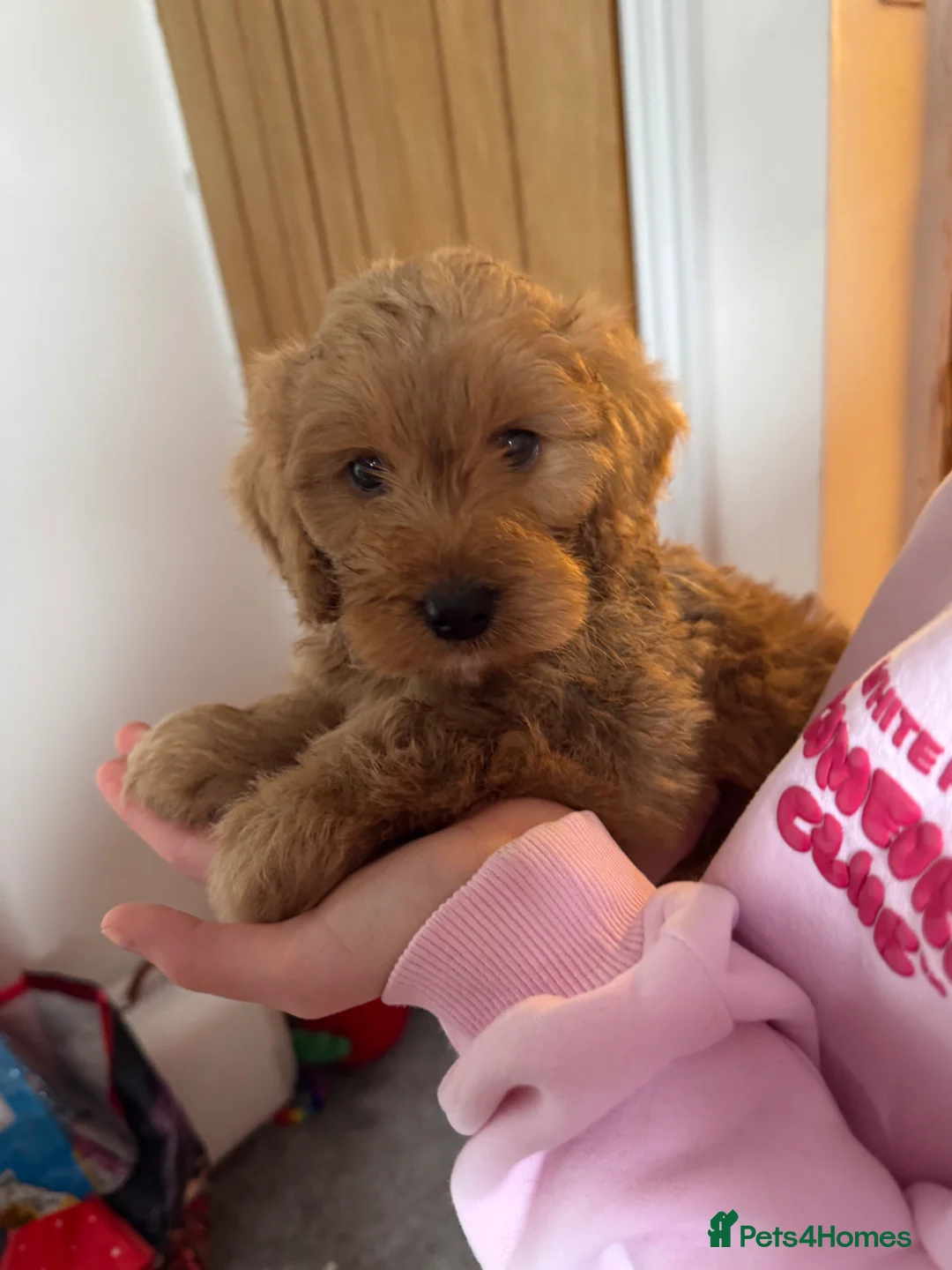 Cockapoo dogs for sale: Beautiful F1 Cockapoo boy for sale - Advert 1