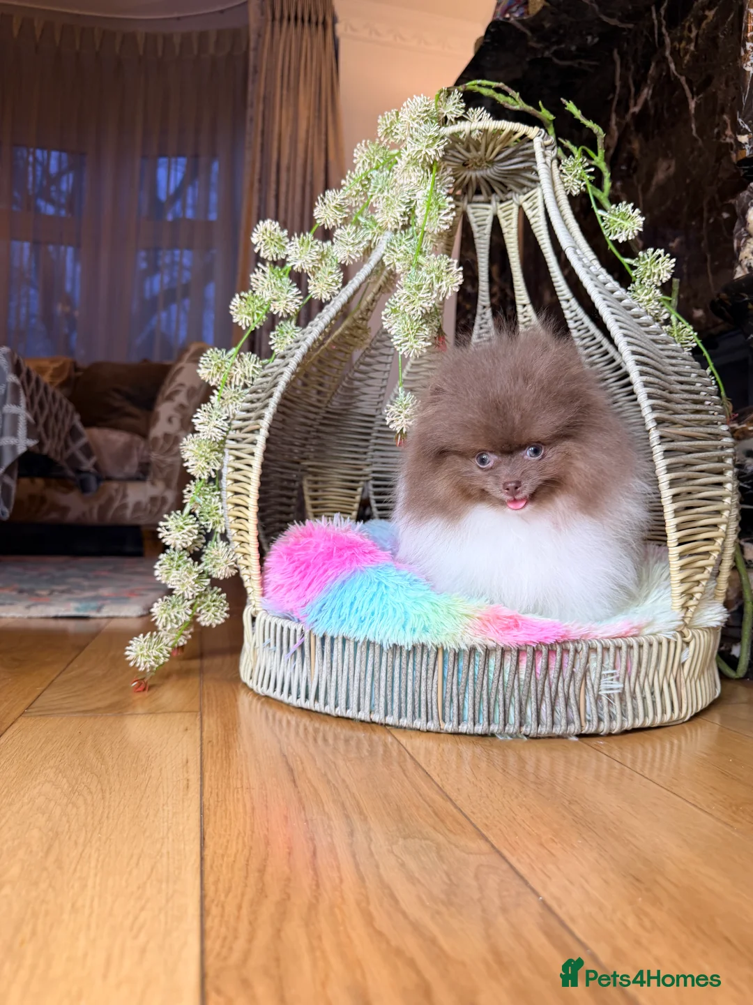 Pomeranian dogs for sale: Cute Pomeranian Boys and Girls  - Advert 31