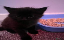 Mixed Breed cats for sale: 2 black male kittens ginger female  - Image 10