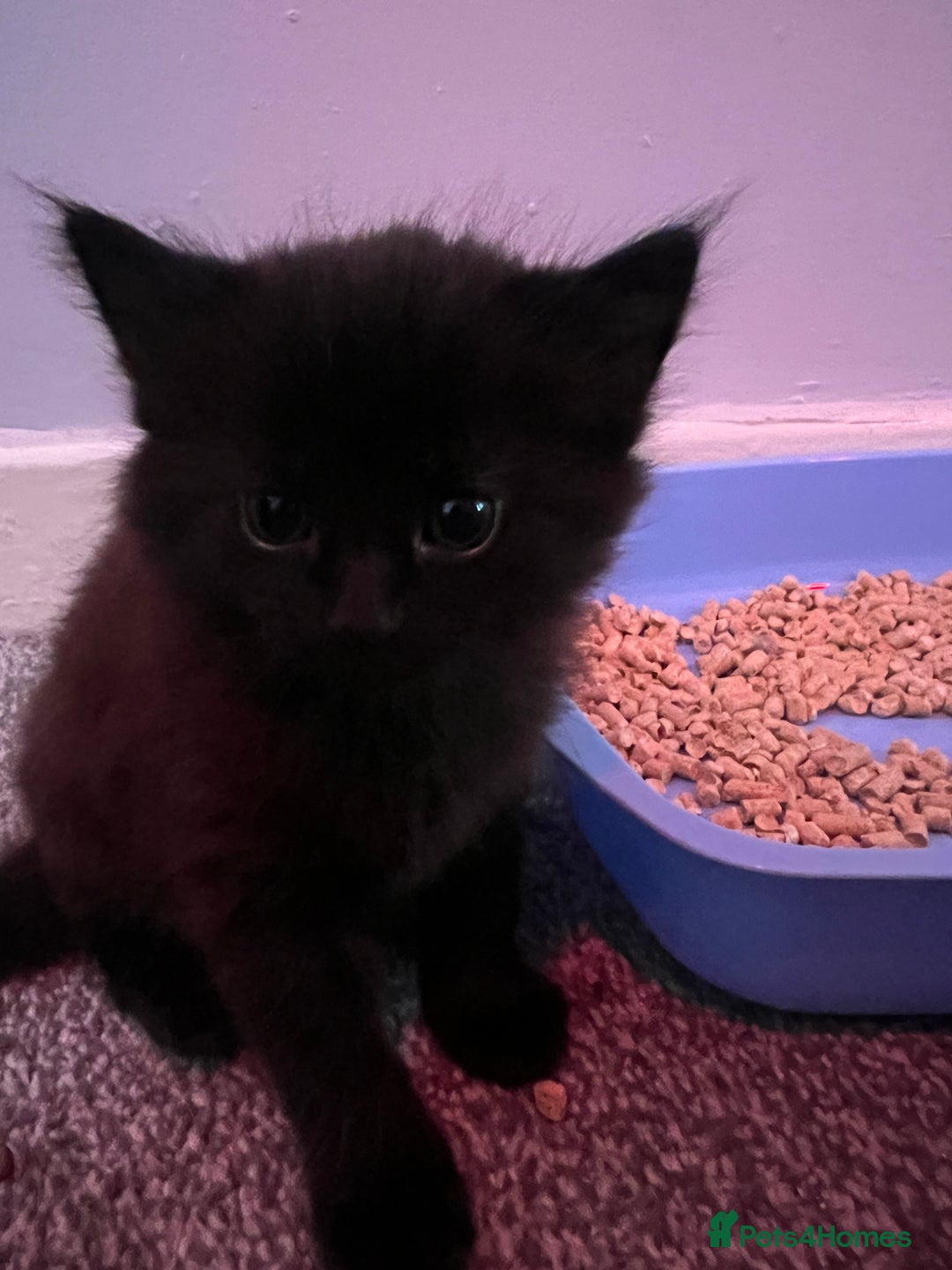 Mixed Breed cats for sale: 2 black male kittens ginger female  - Image 10