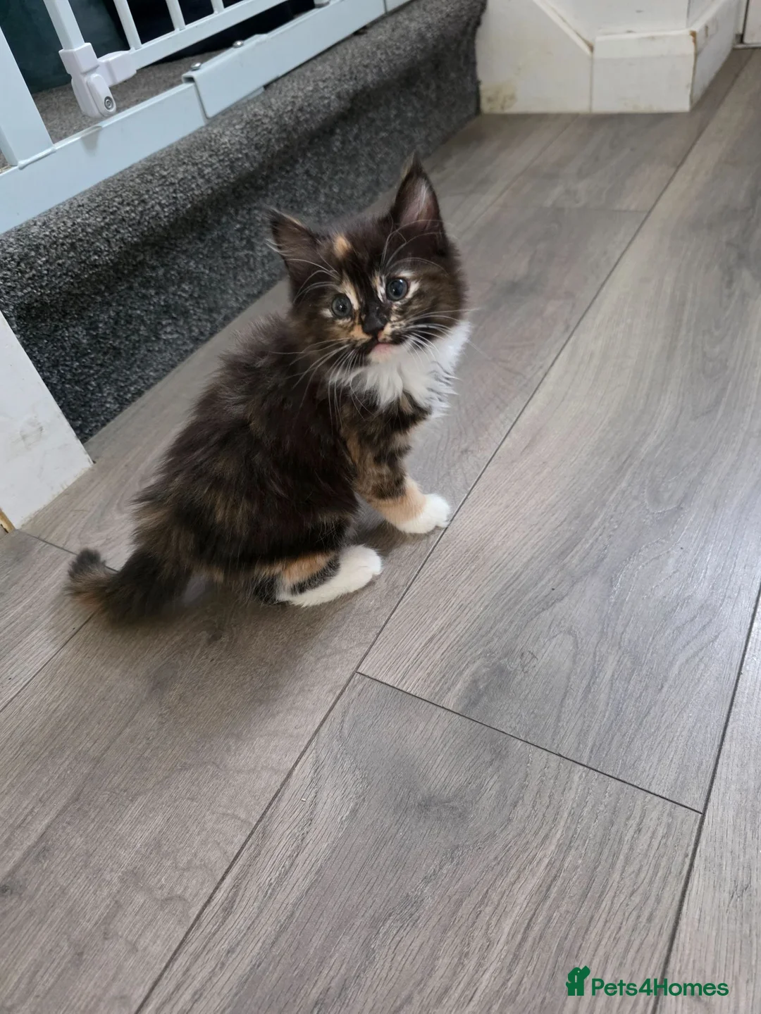 Mixed Breed cats for sale: Calico long hair female - Advert 7