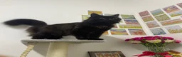 Mixed Breed cats for sale: Looking for a Forever Home (Urgent) - Advert 1