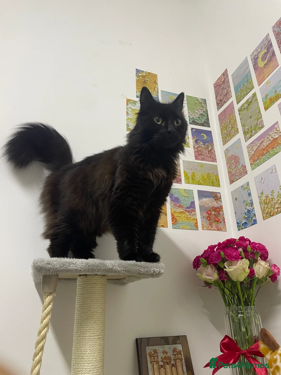 Mixed Breed cats for sale: Looking for a Forever Home (Urgent) - Advert 1