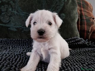 Miniature Schnauzer dogs Superb KC white minature schnauzer puppies - Advert 4