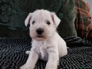 Miniature Schnauzer dogs Superb KC white minature schnauzer puppies - Advert 13