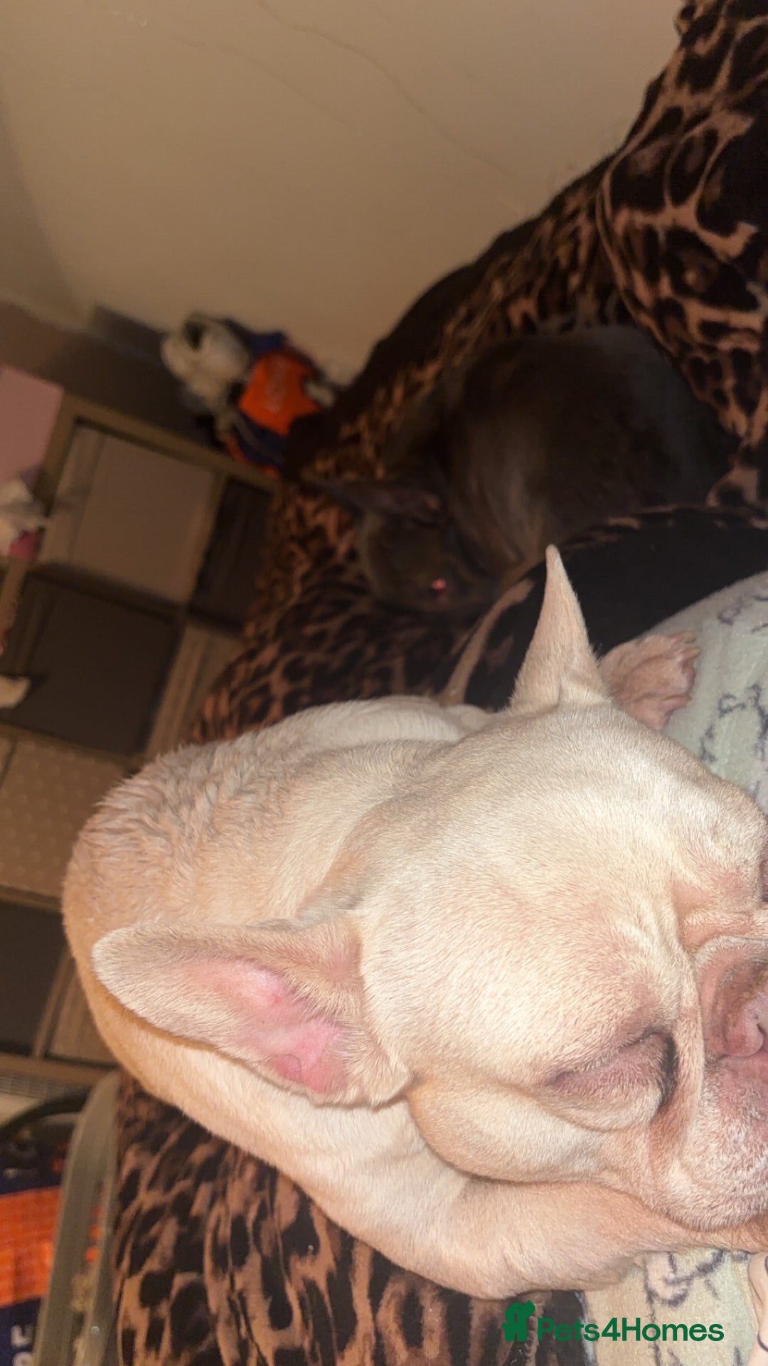 French Bulldog dogs for sale: frenchies  - Advert 1