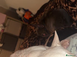 French Bulldog dogs frenchies - Advert 10