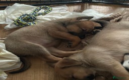 Mixed Breed dogs for sale: Lurcher x German Shepard puppies forsale - Image 1