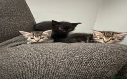 Mixed Breed cats for sale: Kitten’s ready now  - Image 6