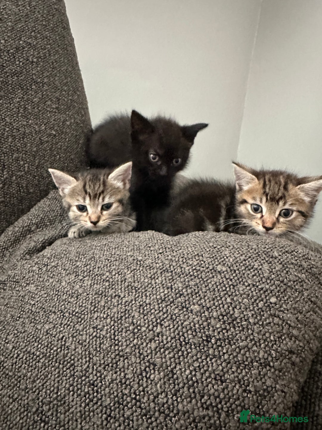 Mixed Breed cats for sale: Kitten’s ready now  - Image 6