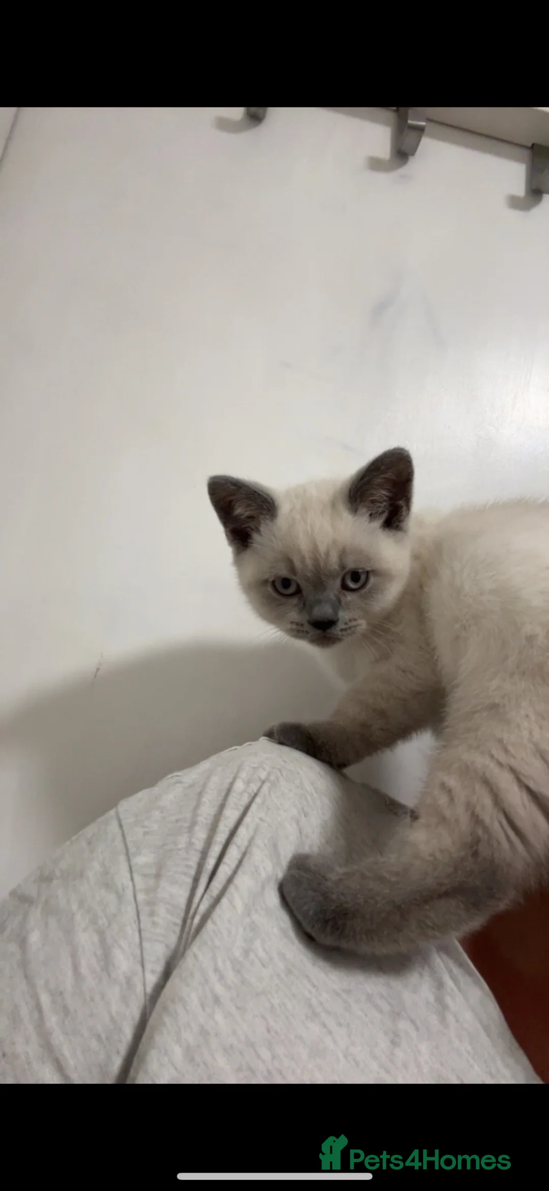 British Shorthair cats for sale: Stunning pedigree British shorthairs - Advert 2