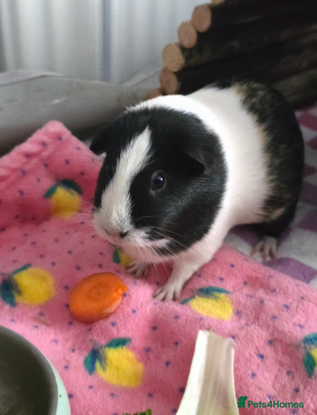 Guinea Pig rodents for sale: Two guinea pigs (female) - Image 3