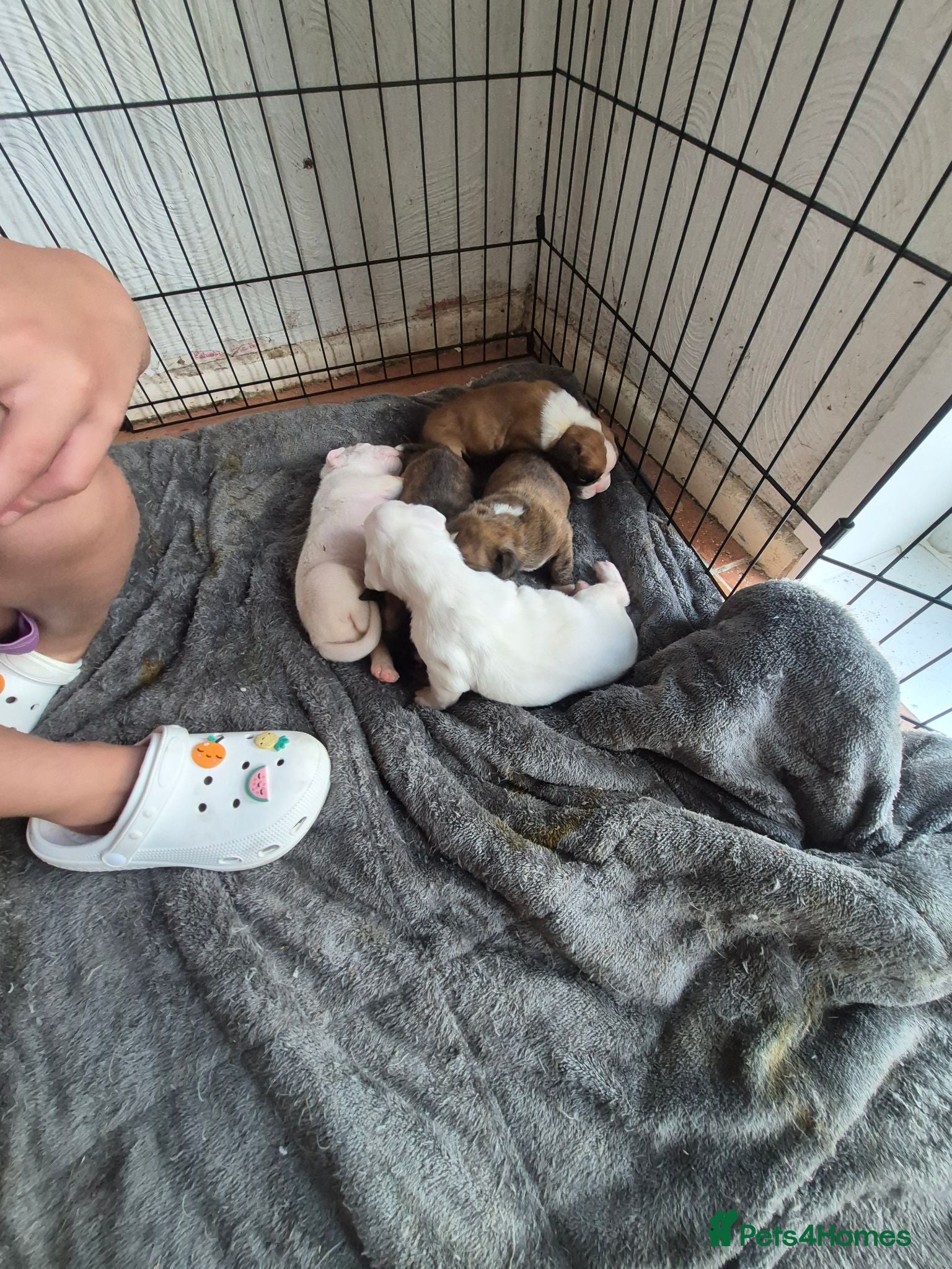 Boxer dogs Beautiful boxer puppies  - Advert 1