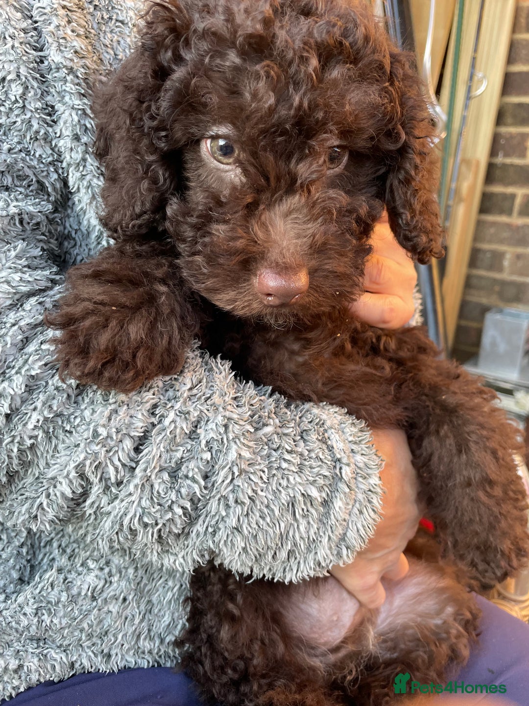 Miniature Poodle dogs for sale: Gorgeous Miniature Poodle puppies  - Advert 13