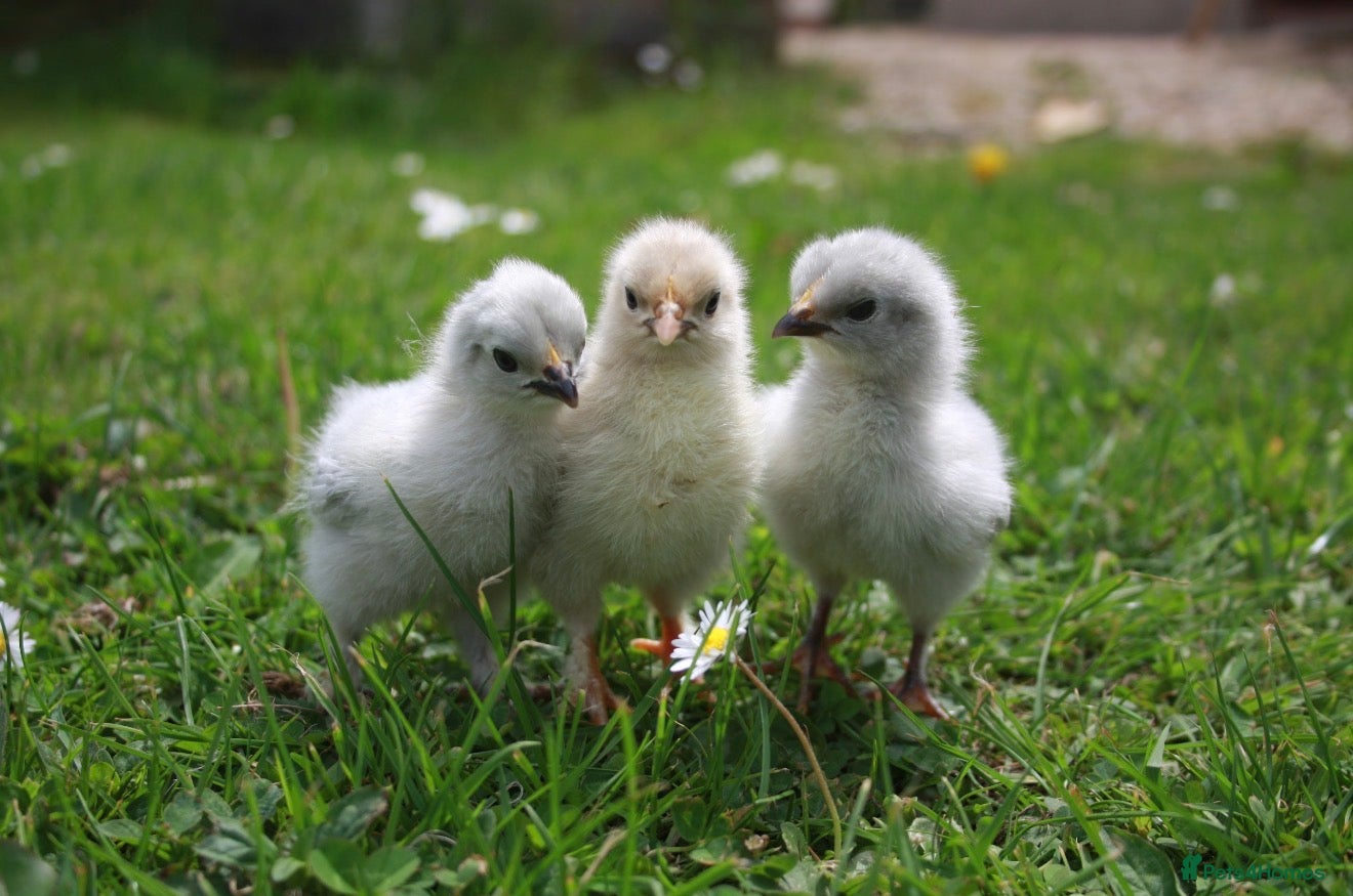 Chickens poultry Lavender Pekin bantam chicks  - Advert 2