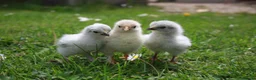 Chickens poultry for sale: Lavender Pekin bantam chicks  - Advert 1