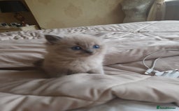 RagaMuffin cats for sale: Ragamuffin kitten's  - Image 2