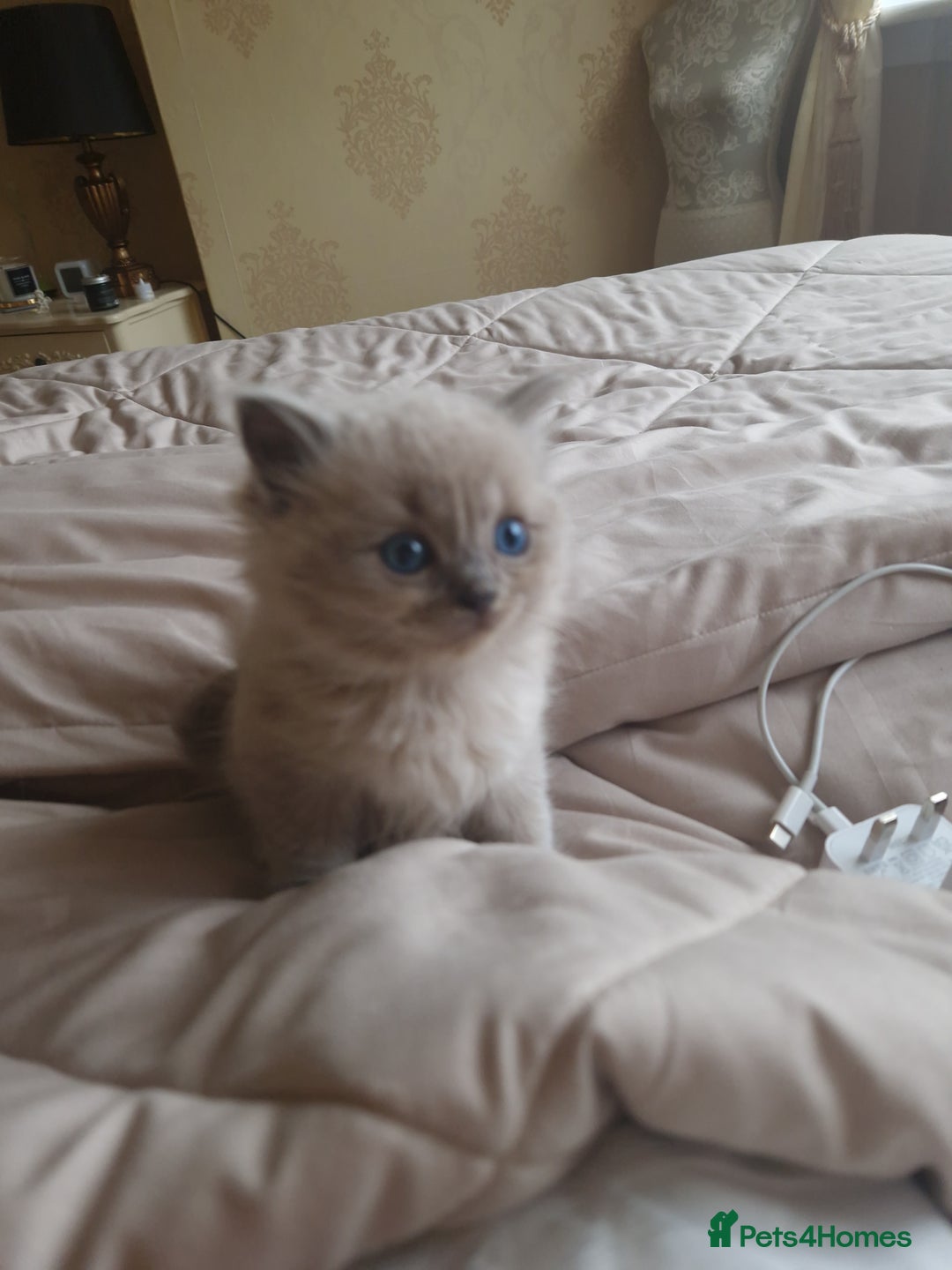 RagaMuffin cats for sale: Ragamuffin kitten's  - Image 2