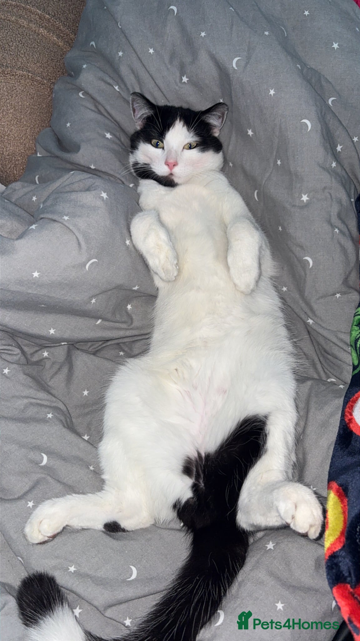 Mixed Breed cats Beautiful cat needing new home  - Advert 1