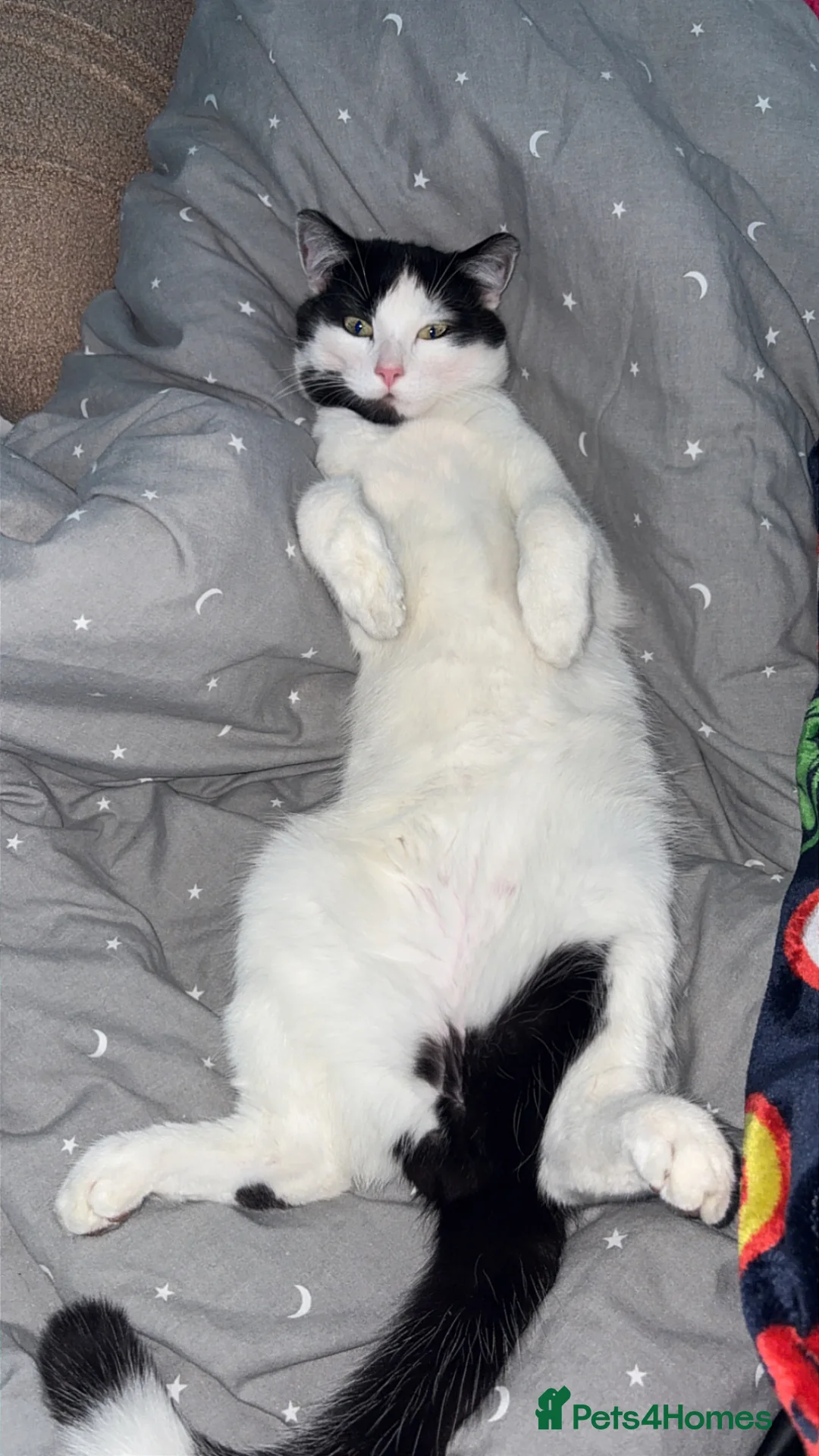 Mixed Breed cats for sale: Beautiful cat needing new home  - Advert 1