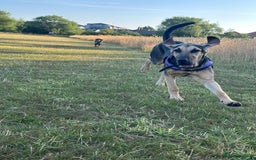 Bloodhound dogs for sale: Bloodhound  - Image 3