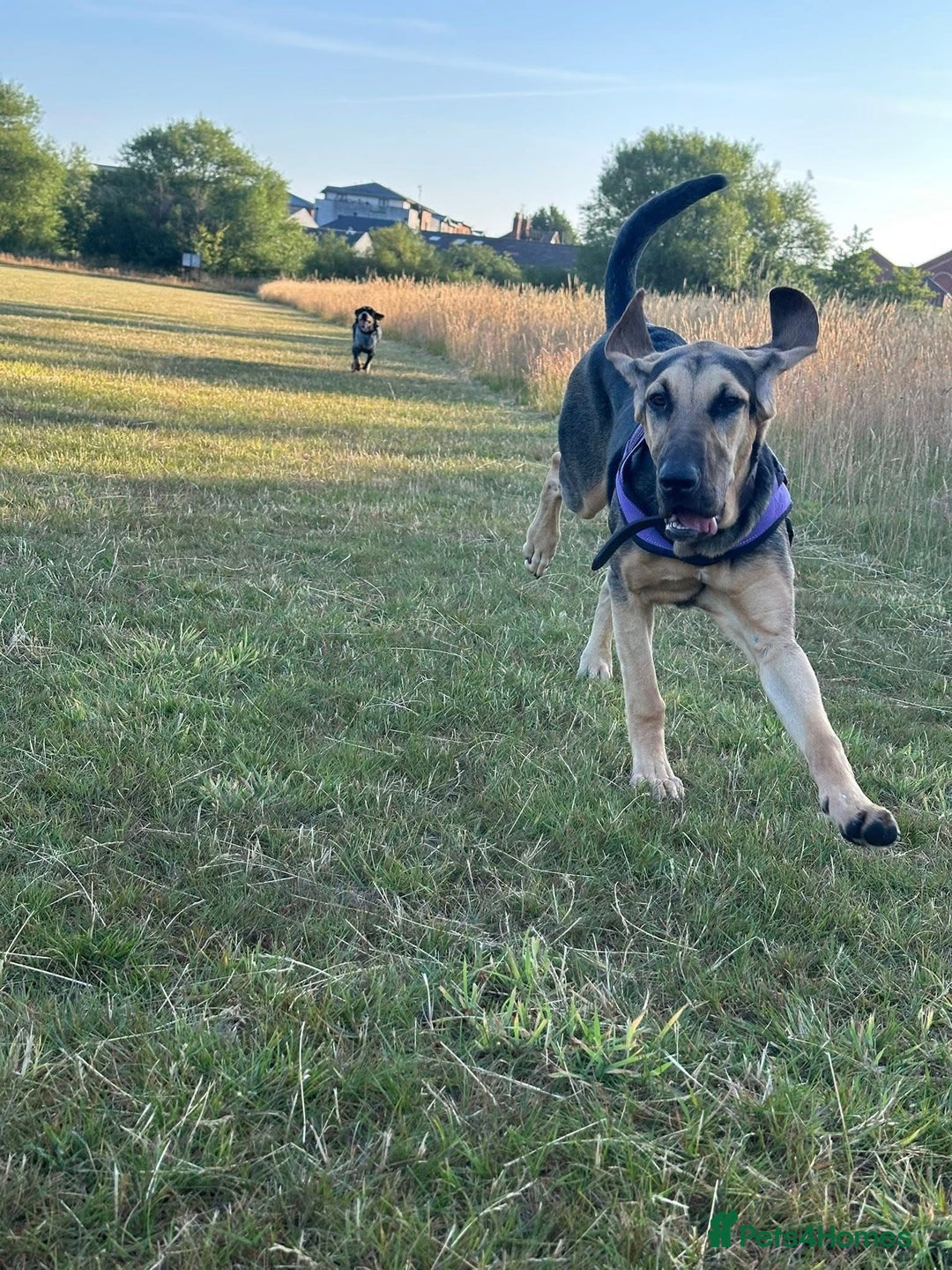 Bloodhound dogs for sale: Bloodhound  - Image 3