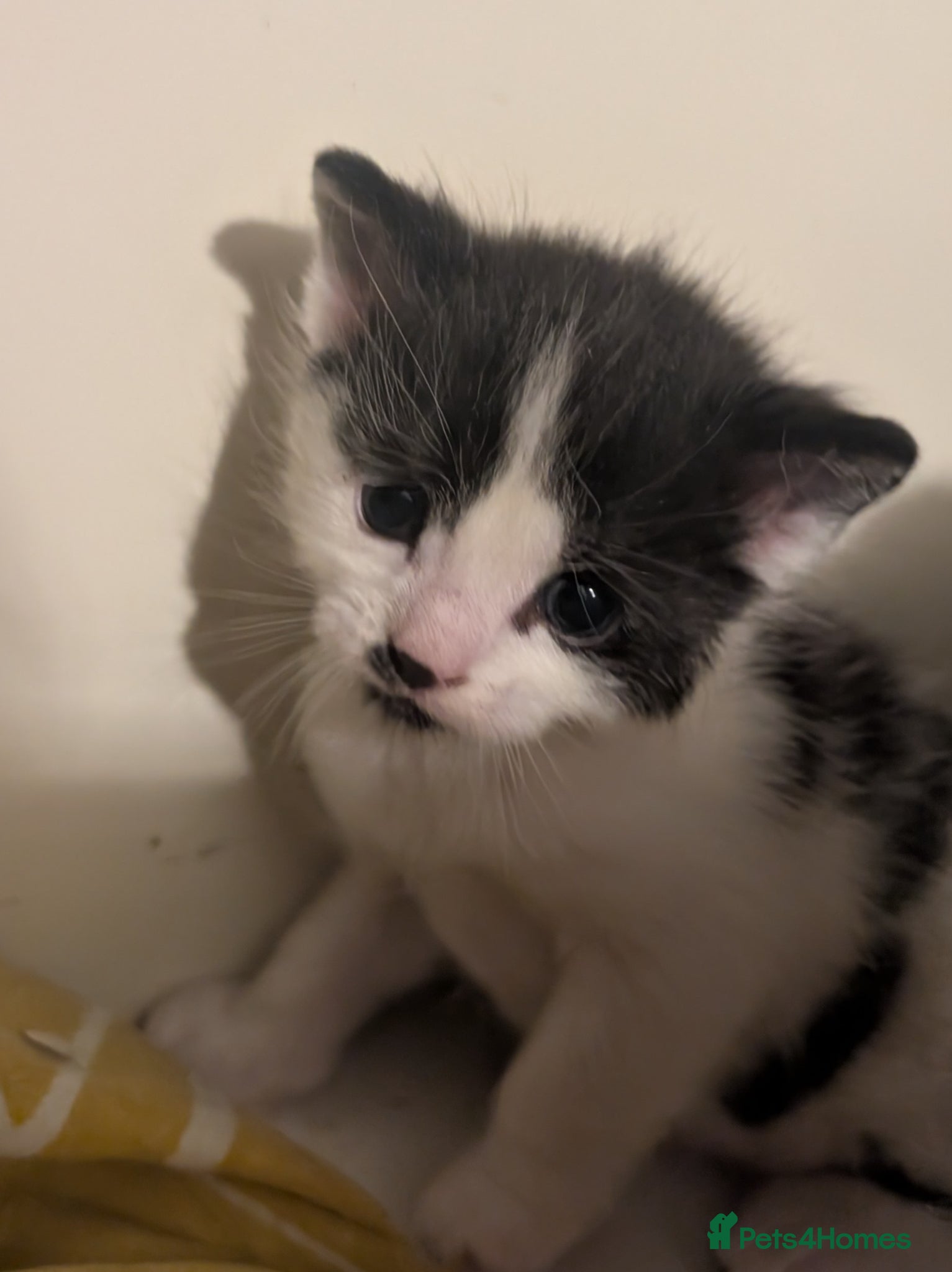 Domestic Shorthair cats for sale: 🖤 LAST KITTEN REMAINING – Midnight 🖤 - Advert 22