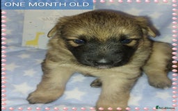 German Shepherd dogs for sale: 7  beautiful german shephered pups  - Image 32