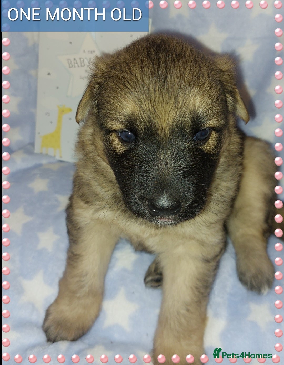 German Shepherd dogs for sale: 7  beautiful german shephered pups  - Image 32