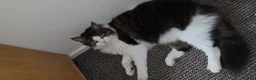 Mixed Breed cats for sale: Beautiful Long-Haired Male Cat in Haverhill - Advert 20