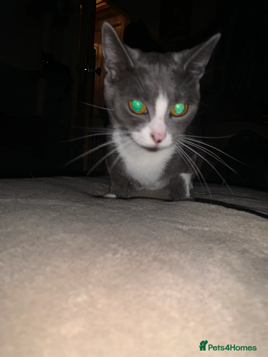 Mixed Breed cats for sale: Beautiful playful kittens  - Advert 5