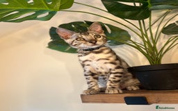 Bengal cats for sale: Beautiful Bengal Kittens Ready for Forever Homes - Image 26