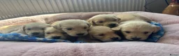 Golden Retriever dogs for sale: Gorgeous goldens - Advert 16