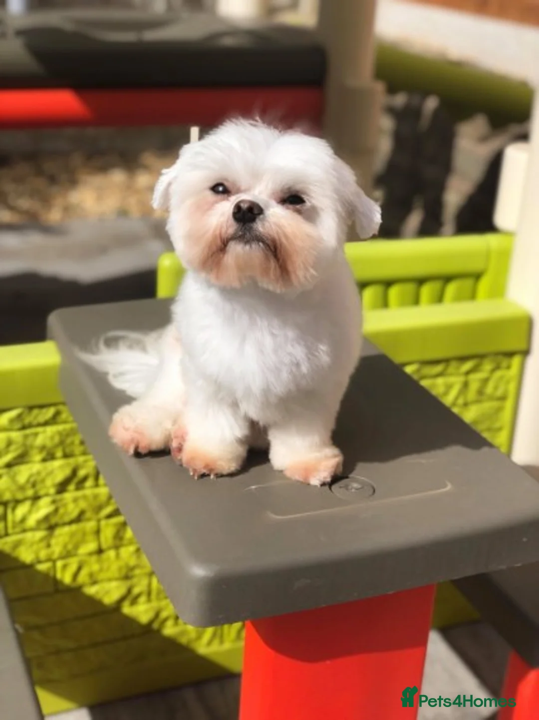 Maltese dogs for stud: PROVEN STUNNING SMALL KC MALTESE FOR STUD in Wigan - Advert 22