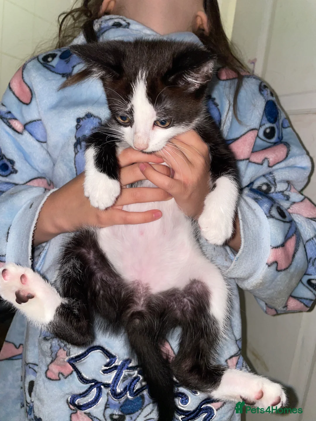 Mixed Breed cats for sale: Male kitten 13 weeks old  - Advert 1