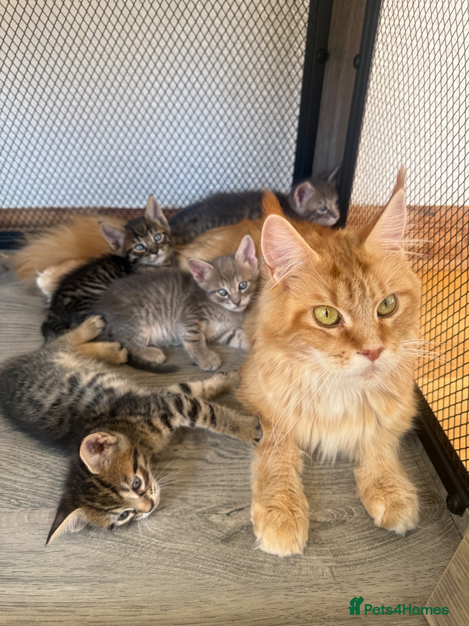 Maine Coon cats *Ready Now* Maine Coon X - Advert 3