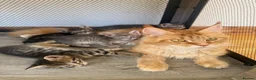 Maine Coon cats for sale: *Ready Now* Maine Coon X - Advert 1