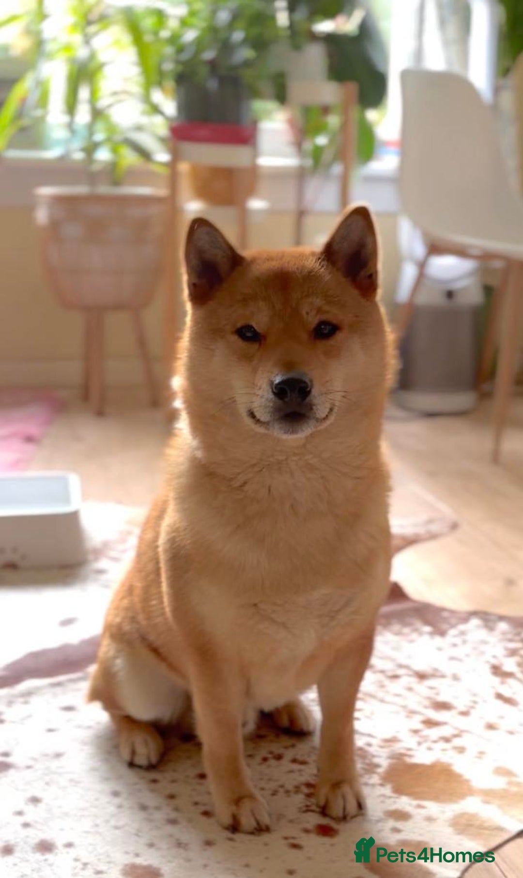 Japanese Shiba Inu dogs for stud: Beautiful Gladiators Warrior ready for stud - Advert 1