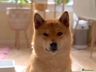 Japanese Shiba Inu dogs for stud: Beautiful Gladiators Warrior ready for stud - Advert 1